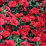 Dianthus Mars Lpodiamar - Garden Express Australia