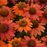 Echinacea Artisan Red Ombre