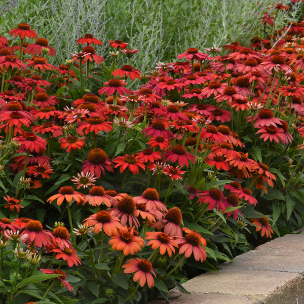 Echinacea Artisan Red Ombre