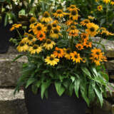 Echinacea Artisan Yellow Ombre Lpoechayo - Garden Express Australia