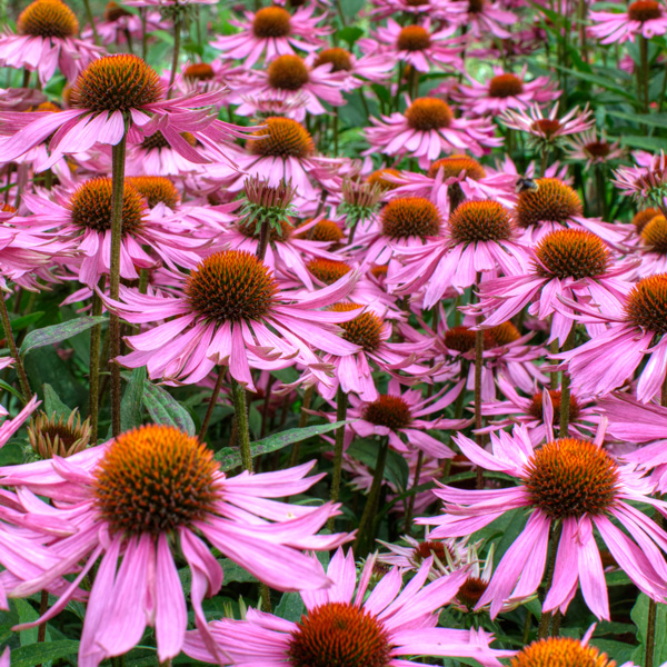 Echinacea Purple Coneflower