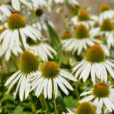 Echinacea White Coneflower P68echwhi - Garden Express Australia