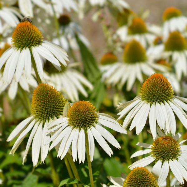 Echinacea White Coneflower