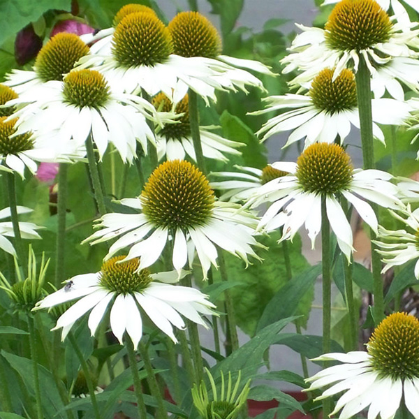 Echinacea White Swan