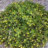 Goodenia Gold Cover Lpogoogco - Garden Express Australia