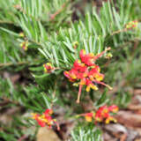 Grevillea Crackles Lpogrecra - Garden Express Australia