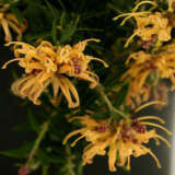 Grevillea Sunkissed Lpogreski - Garden Express Australia