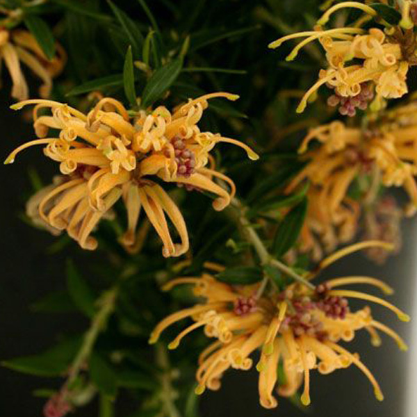 Grevillea Sunkissed