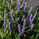 Liriope Muscari Lpolirmus - Garden Express Australia