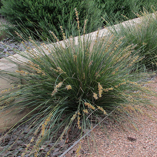 Lomandra Shara (pbr)