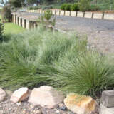 Lomandra Shara Lpolomsha - Garden Express Australia