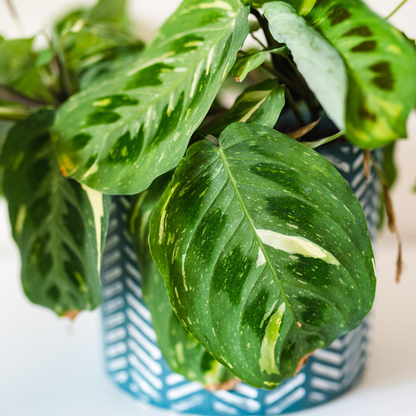 Pothos Variegated Devils Ivy