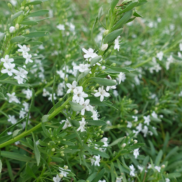 Myoporum Creeping Boobialla White