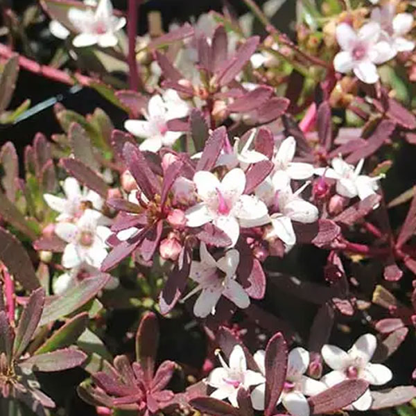 Myoporum Creeping Boobialla Purple