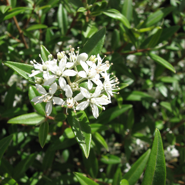 Hedging Pack – Nematolepis Green Sentry