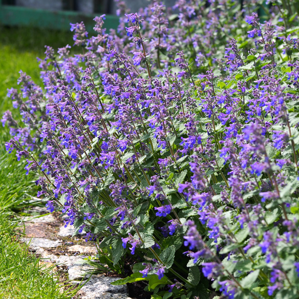 Nepeta Catmint Dropmore