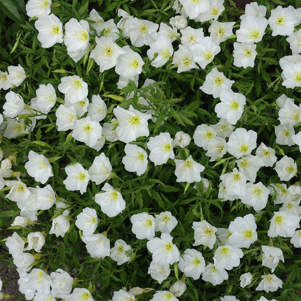 Oenothera White Evening Primrose