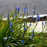 Orthrosanthus Morning Iris Lpomoriri - Garden Express Australia