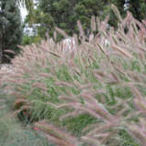 Pennisetum Purple Lea - Garden Express Australia