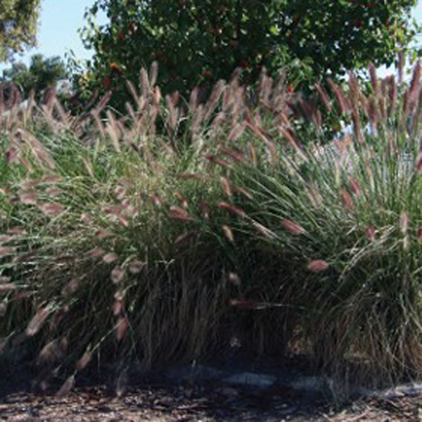 Pennisetum Purple Lea (pbr)