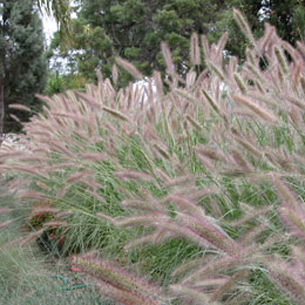 Pennisetum Purple Lea (pbr)