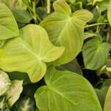 Philodendron Camposportoanum P10phicam - Garden Express Australia