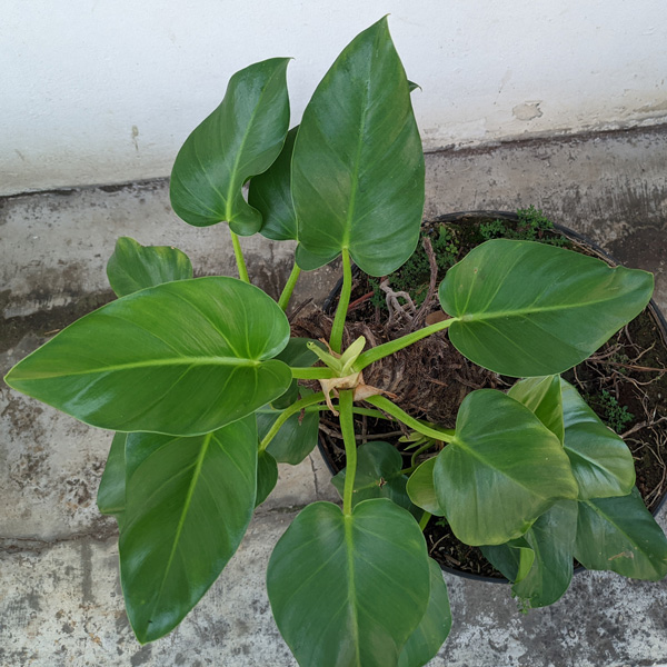 Philodendron Giganteum