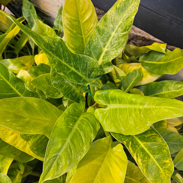 Philodendron Giganteum- Variegated