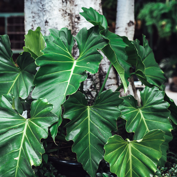 Philodendron Giganteum