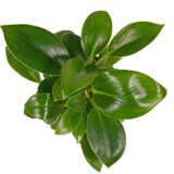 Philodendron Green Princess P10phigpr - Garden Express Australia