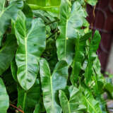 Philodendron Imbe P10phiimb - Garden Express Australia