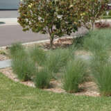 Poa Kingsdale Lpopoakin - Garden Express Australia