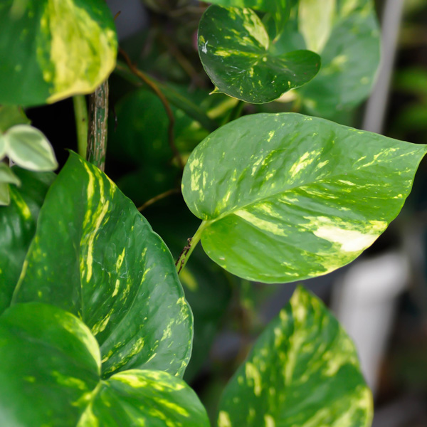 Pothos Variegated Devils Ivy