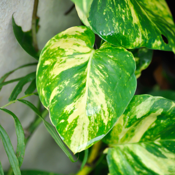 Pothos Variegated Devils Ivy