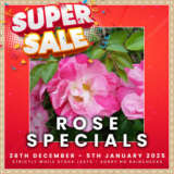 Rose Specials