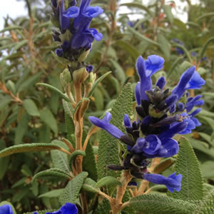 Salvia Corrugata