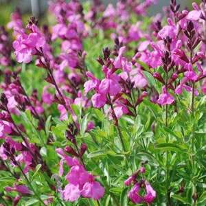 Salvia Sierra Pink