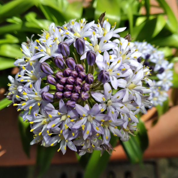 Scilla Peruviana Hughii- Cuban Lily Pale Blue