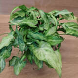 Syngonium Elf P10synelf - Garden Express Australia