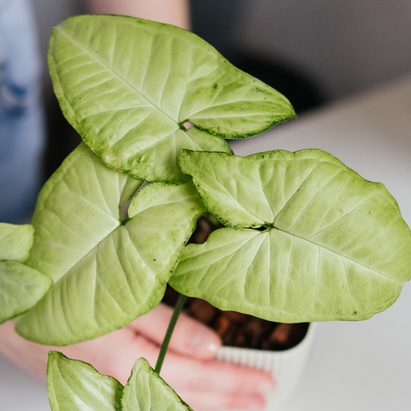 Syngonium Silver Pearl