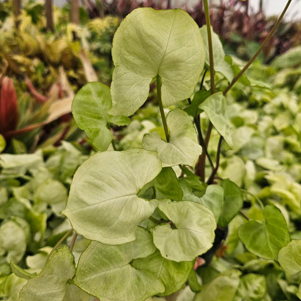 Syngonium White Excellent