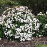 Viburnum Anvi Lpovibtan - Garden Express Australia