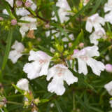 Westringia Longifolia Flowers 02 Qumarchi Cc Via Wikimedia Commons Lpoweslon - Garden Express Australia