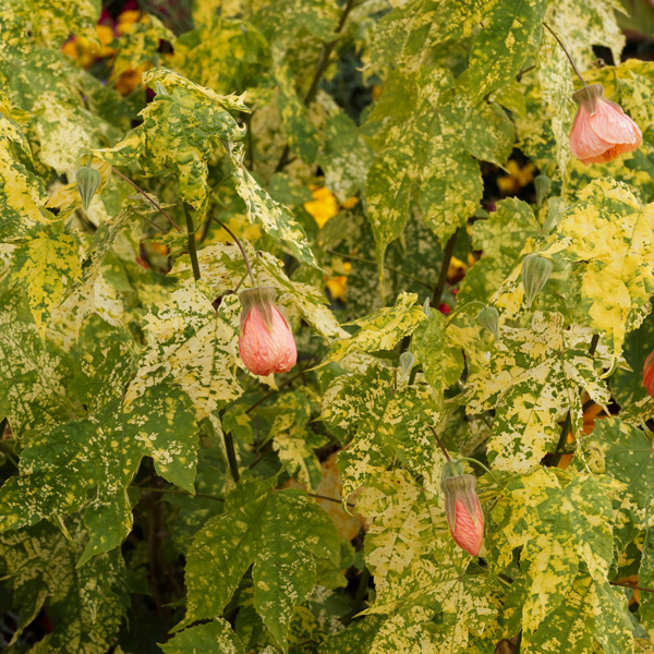 Abutilon Marble Bell