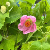 Abutilon Pink Clouds