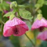 Abutilon Pink Clouds Lpoabupcl - Garden Express Australia