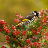 Adenanthos Coral Carpet Lpoadecca - Garden Express Australia