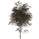 Agonis Burgundy Willow Myrtle 1 Lpoagobur - Garden Express Australia