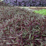 Alternanthera Red Threads P68altrth - Garden Express Australia