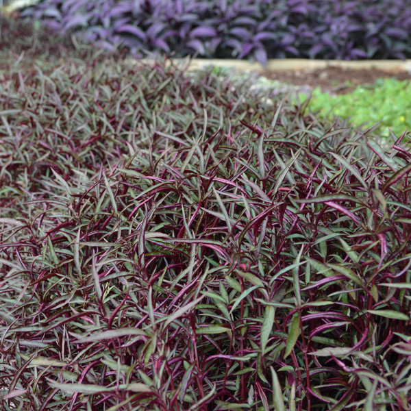 Alternanthera Red Threads